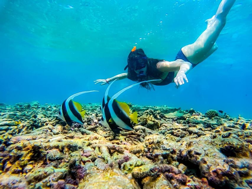 Ko Tao: Tao-Nangyuan Snorkeling Day Trip with Meals & Sunset - Hin Wong and the chance of sardines