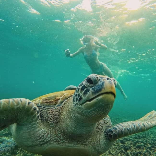 Ko Tao: Tao-Nangyuan Snorkeling Day Trip with Meals & Sunset - Shark Bay and the best chance of turtles
