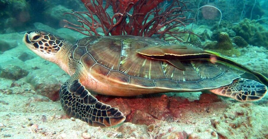 Koh Chang: Half-Day Snorkeling Adventure on a Speedboat - Why this half-day trip works well