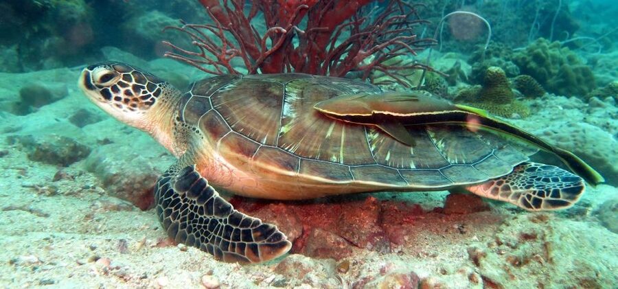 Koh Chang: Snorkeling Trip to Reefs or Wrecks with Lunch - Koh Rang National Park, the first underwater stop
