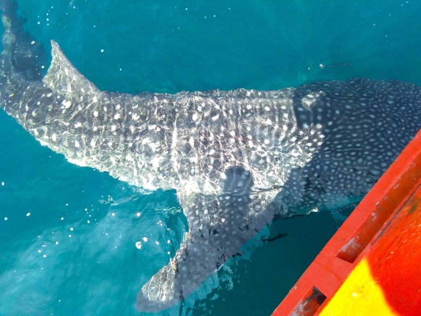 Koh Chang: Snorkeling Trip to Reefs or Wrecks with Lunch - Food, shade, equipment, and comfort