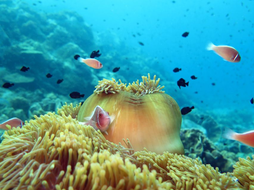 Koh Chang: Snorkeling Trip to Reefs or Wrecks with Lunch - Who will get the most from this trip?