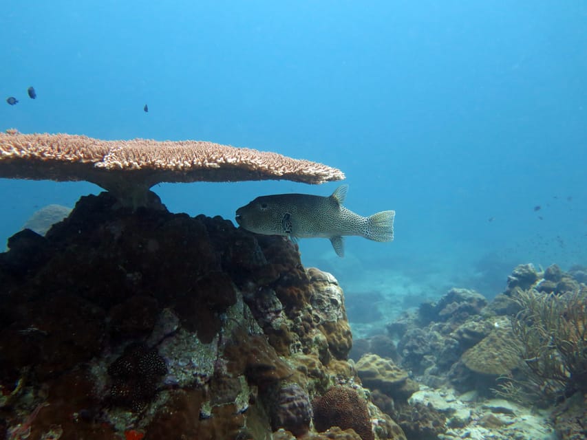 Koh Kood or Koh Rang: Snorkeling Day Trip with Buffet Lunch - Guides who make the water easier for beginners