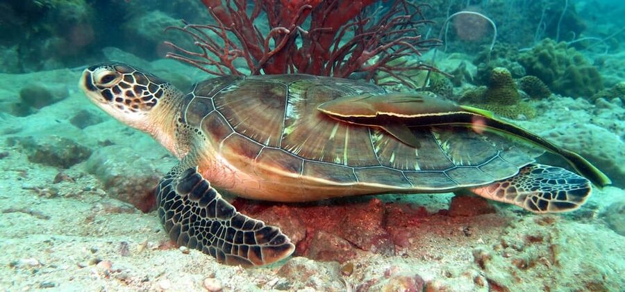 Koh Kood or Koh Rang: Snorkeling Day Trip with Buffet Lunch - What the first boat ride feels like