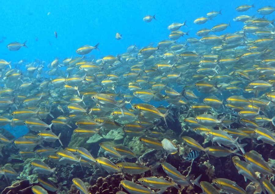 Koh Kood: Snorkeling Speedboat Tour with Lunch and Transfer - A short route to Ko Rang and Ko Raet