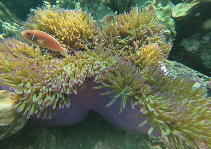 Koh Kood: Snorkeling Speedboat Tour with Lunch and Transfer - Lunch with the national park scenery