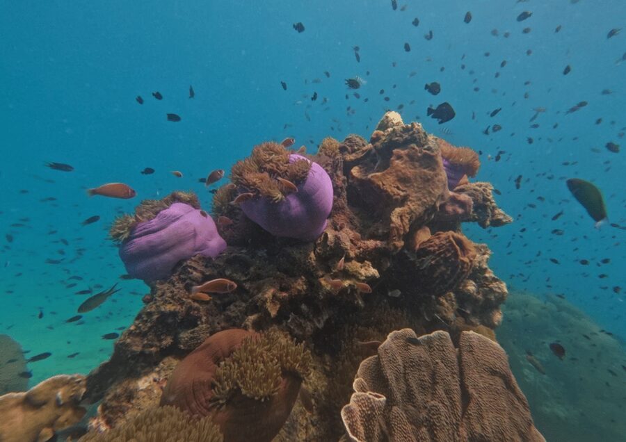 Koh Kood: Snorkeling Speedboat Tour with Lunch and Transfer - How the $41 price holds up