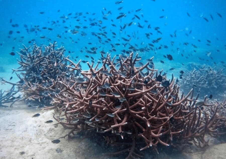 Koh Kood: Snorkeling Speedboat Tour with Lunch and Transfer - What the crew and language support are like
