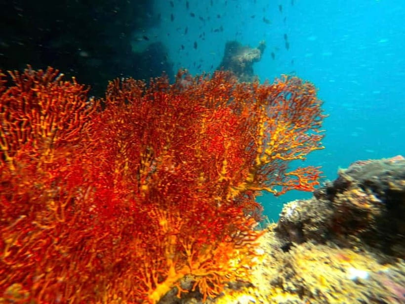 Koh Lanta: 4 Islands and Emerald Cave Snorkeling Trip - Four Trang islands in one brisk day
