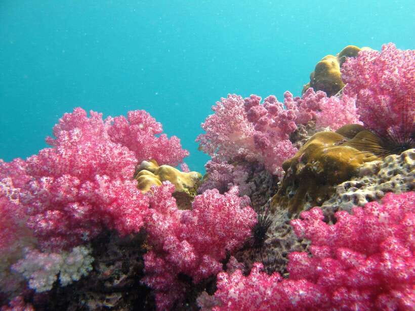 Koh Lipe: 5 Island Snorkeling Trip by Longtail Boat w/ Lunch - Quick reasons to consider this Koh Lipe boat trip