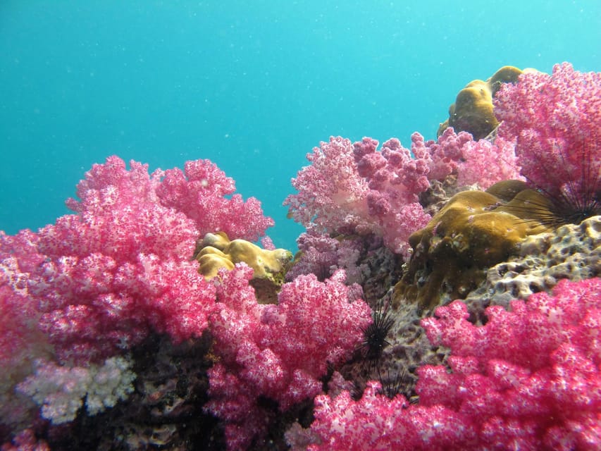 Koh Lipe: 5 Island Snorkeling Trip by Longtail Boat w/ Lunch - Who should book this trip