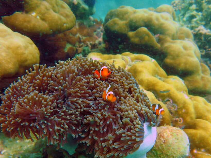 Koh Lipe: 5 Island Snorkeling Trip by Longtail Boat w/ Lunch - Lunch and white sand at Koh Rawi
