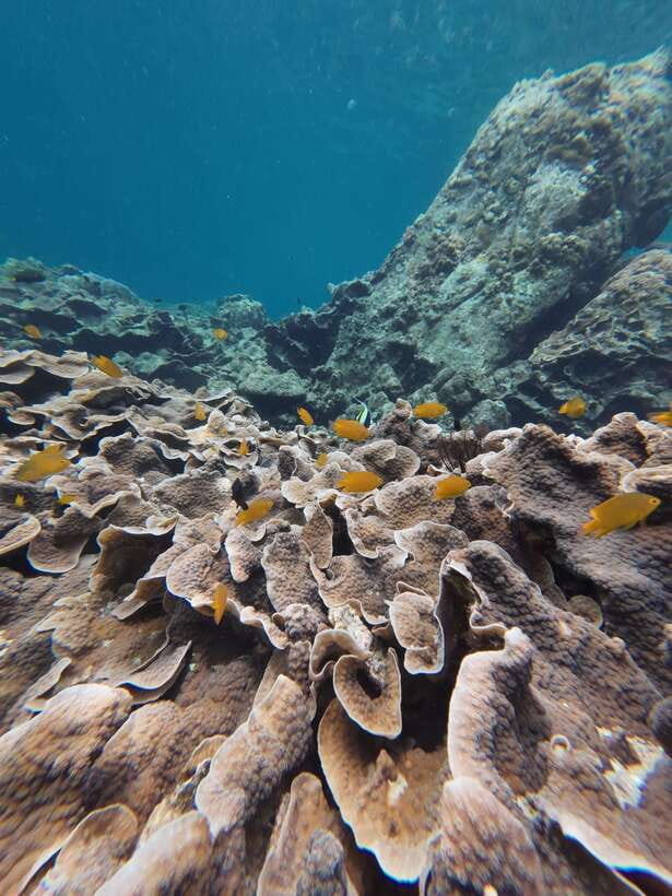 Koh Lipe: Half-Day Snorkeling (Morning/Afternoon/Sunset) - What the traditional longtail ride adds