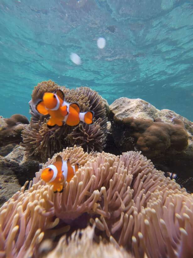 Koh Lipe: Half-Day Snorkeling (Morning/Afternoon/Sunset) - GoPro photos and the crew’s role