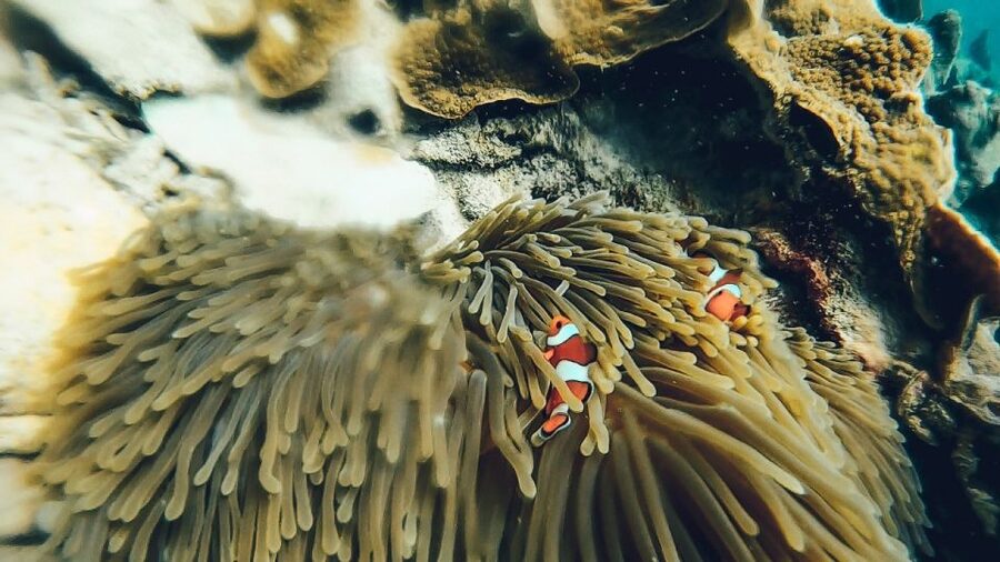 Koh Lipe: Longtail Boat Snorkeling Trip Program A - The underwater photos are a real bonus