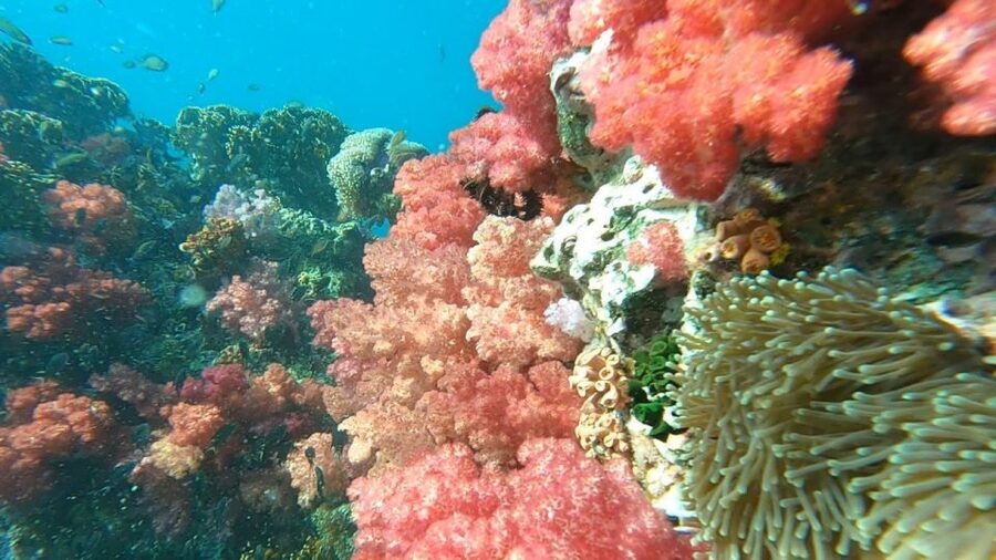 Koh Lipe: Longtail Boat Snorkeling Trip Program A - Why this Koh Lipe boat trip offers unusually good value