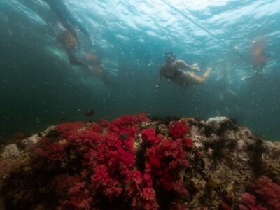 Longtail Boat Snorkeling Trip Program A