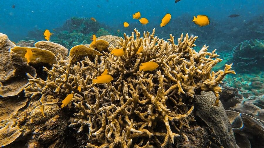 Koh Lipe: Longtail Boat Snorkeling Trip Program A - The reef behind Hin Ngam