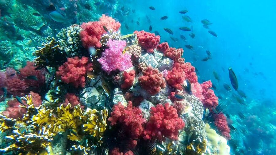 Koh Lipe: Longtail Boat Snorkeling Trip Program A - Rawi Island, lunch, and the monkey warning
