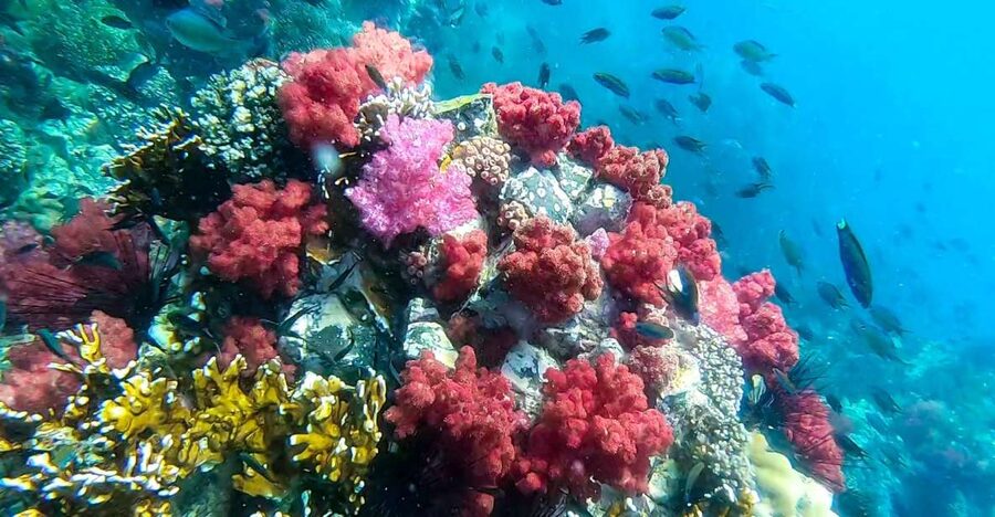 Koh Lipe: Longtail Boat Snorkeling Trip Program A - Adang Island and the final reef time