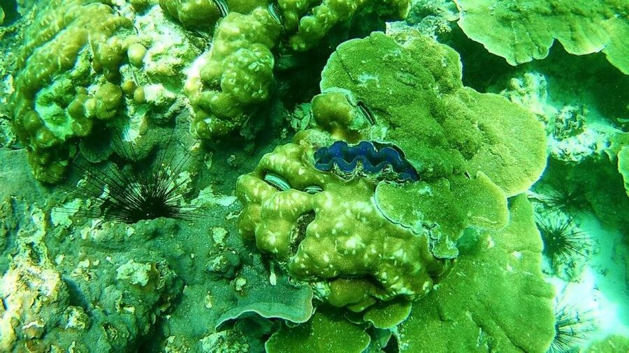 Koh Lipe Snorkeling Trip 6 hours Trip1 - What this Koh Lipe boat trip is really like