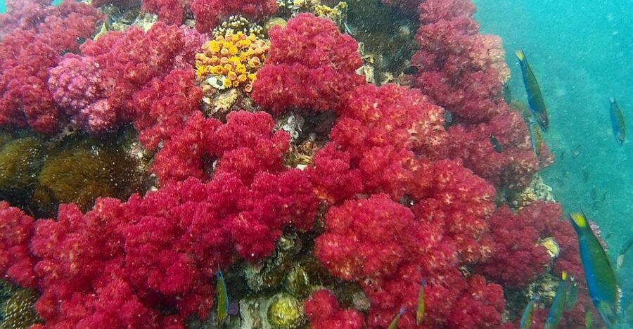 Koh Lipe Snorkeling Trip 6 hours Trip1 - Rawi Island brings a proper beach break