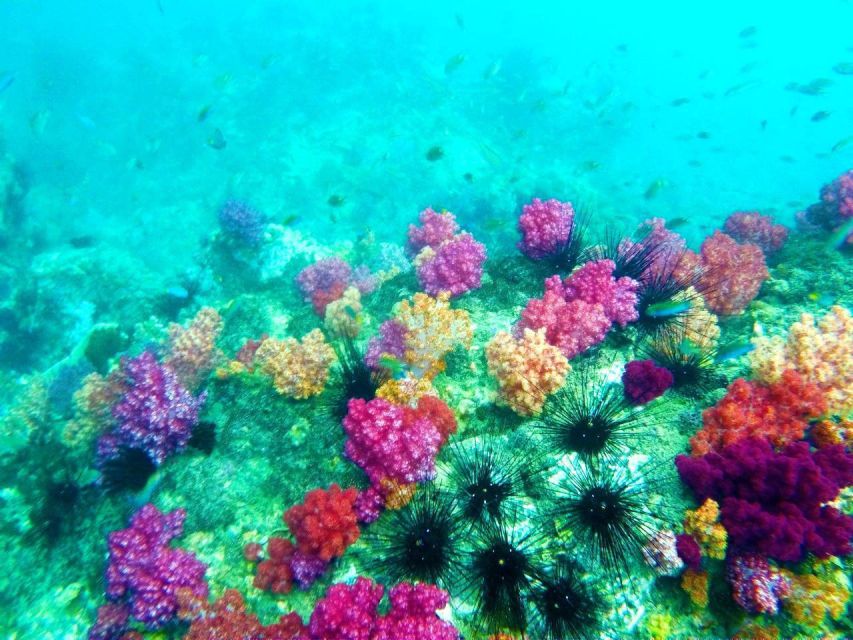 Koh Lipe Snorkeling Trip 6 hours Trip1 - Koh Yang is the calm-water snorkeling stop