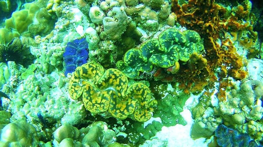Koh Lipe Snorkeling Trip 6 hours Trip1 - Koh Adang’s Sai Sai Bay is made for a rest