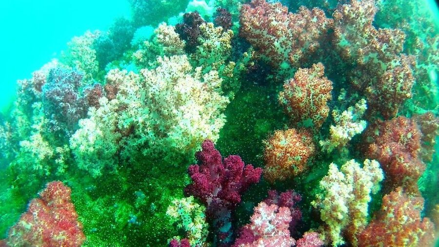 Koh Lipe Snorkeling Trip 6 hours Trip1 - Jabang Channel saves the most unusual sight for last
