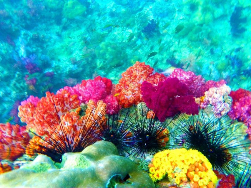 Koh Lipe Snorkeling Trip 6 hours Trip1 - What the 22-dollar price includes