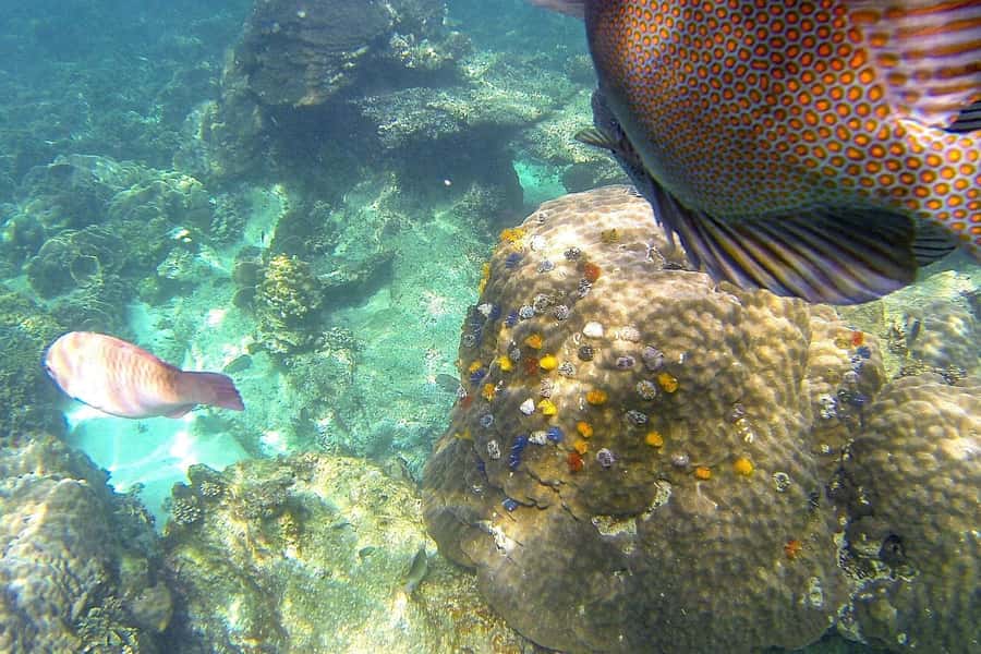 Koh Phangan: Koh Nangyuan & Koh Tao Boat Tour & Snorkeling - What the $78 price really covers