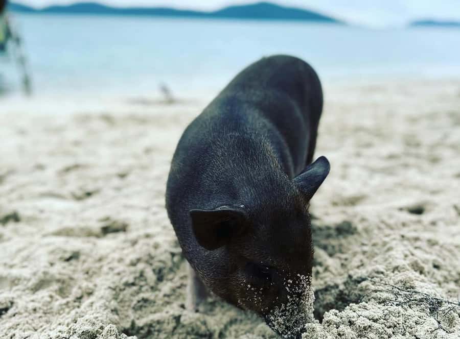 Koh Samui: Jetski Safari, Snorkeling to Pig & Virgin Islands - Riding from Koh Samui into open water
