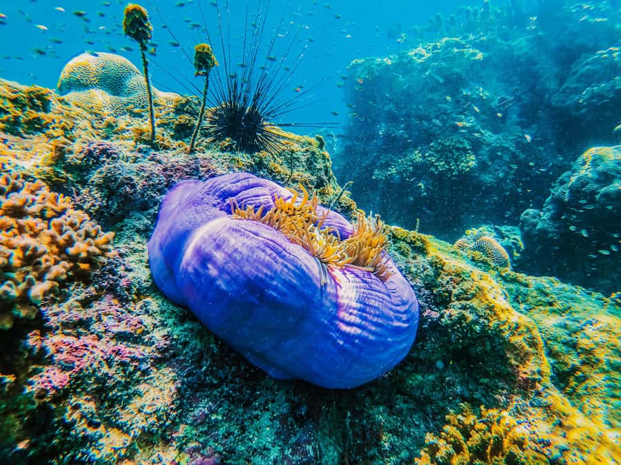 Koh Samui: Koh Tao and Nangyuan Snorkeling Tour with Lunch - At a glance