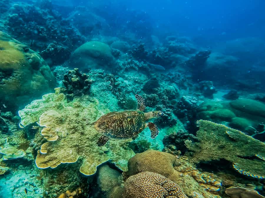 Koh Samui: Koh Tao and Nangyuan Snorkeling Tour with Lunch - Who should book this Koh Tao and Nangyuan trip?