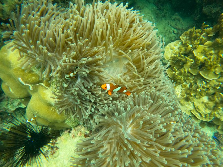 Koh Samui: Koh Tao & Nang Yuan Day Tour with Snorkel, Lunch - Is $69 a fair price?