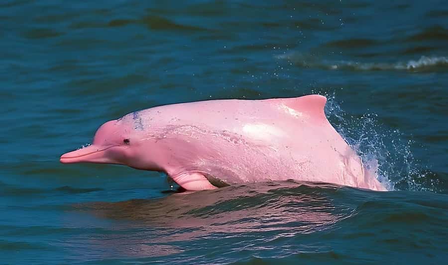 Koh Samui: Pink Dolphin, Pig Island, and Snorkeling Day Trip - Why this day works so well from Koh Samui