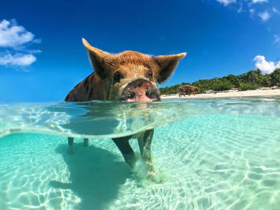 Koh Samui: Pink Dolphin, Pig Island, and Snorkeling Day Trip - Searching for pink dolphins off Khanom