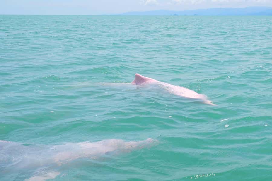 Koh Samui: Pink Dolphin, Pig Island, and Snorkeling Day Trip - Koh Tan snorkeling: good fun, variable visibility