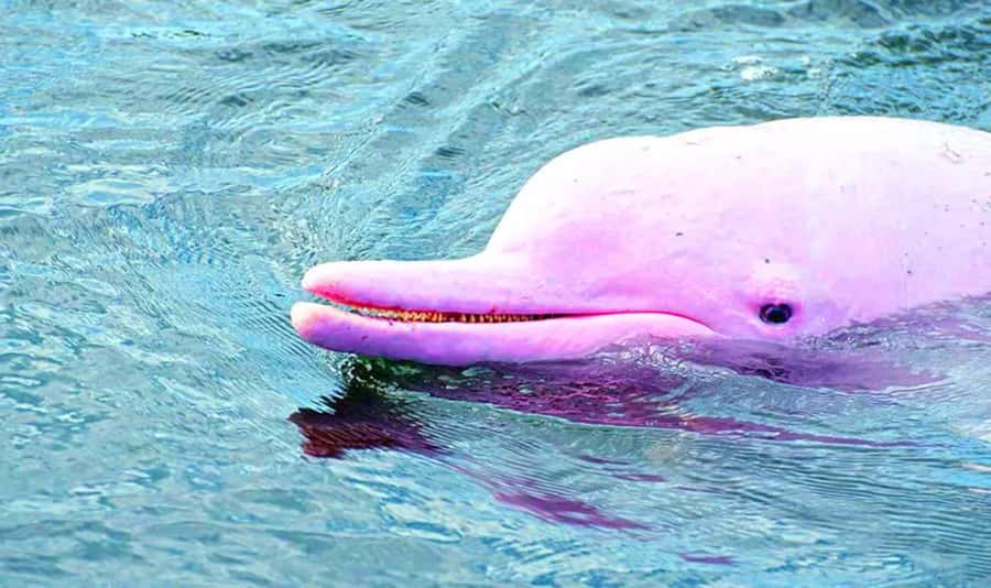 Koh Samui: Pink Dolphin, Pig Island, and Snorkeling Day Trip - What the $83 price really includes