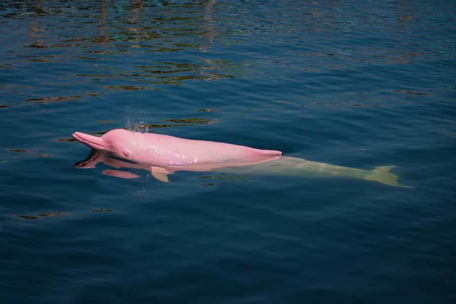 Koh Samui: Pink Dolphin, Pig Island, and Snorkeling Day Trip - Who should book this trip