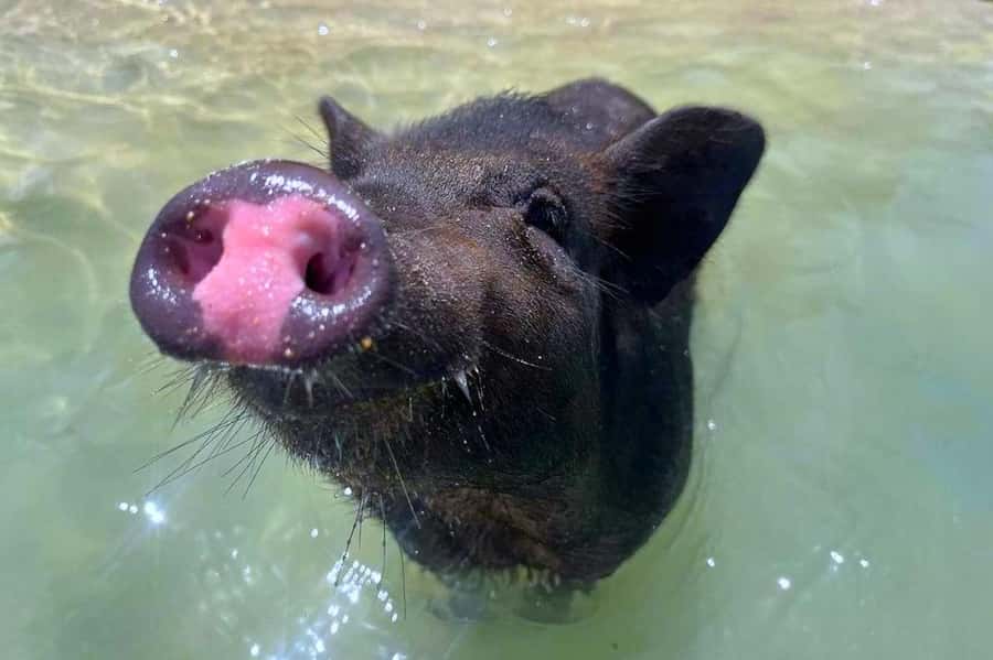 Koh Samui: Private Longtail Boat to Pig Island with Snorkel - Why Pig Island makes a memorable Koh Samui outing