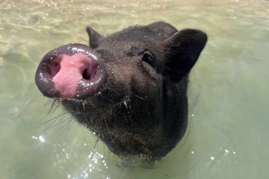 Koh Samui: Private Longtail Boat to Pig Island with Snorkel - Should you book the Koh Madsum longtail boat?