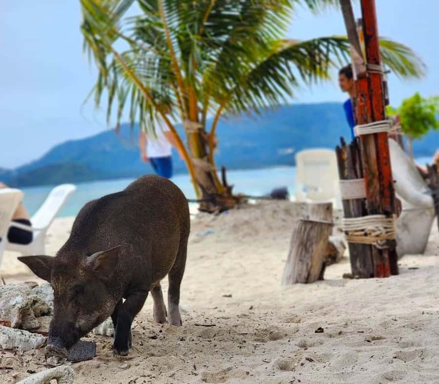 Koh Samui: Private Longtail Boat to Pig Island with Snorkel - Booking advice for the best four hours