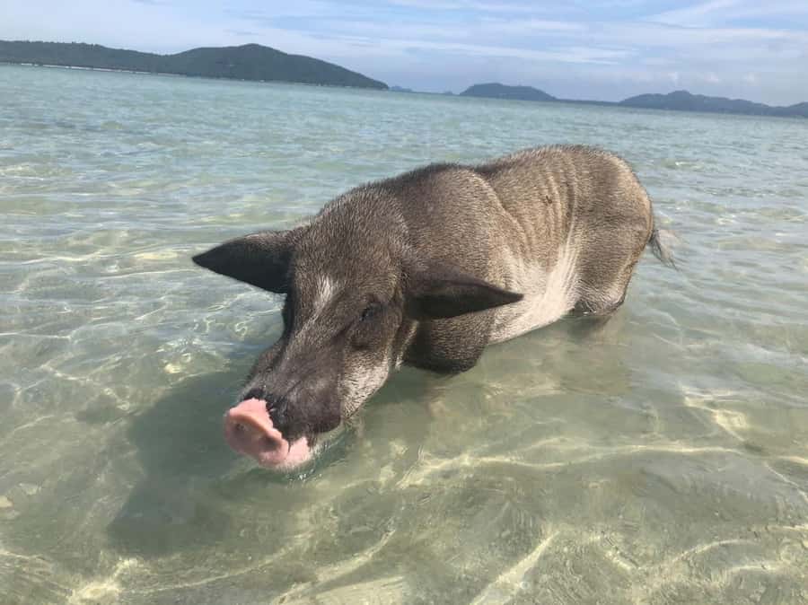 Koh Samui: Sunset Pig Island and Snorkeling Koh Tan w/Dinner - From Koh Samui to the T.K. Tour pier
