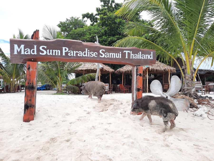 Koh Samui: Sunset Pig Island and Snorkeling Koh Tan w/Dinner - Sunset from the return speedboat