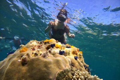 Koh Tao and Koh Nang Yuan Snorkel Tour (Speedboat from Koh Samui)