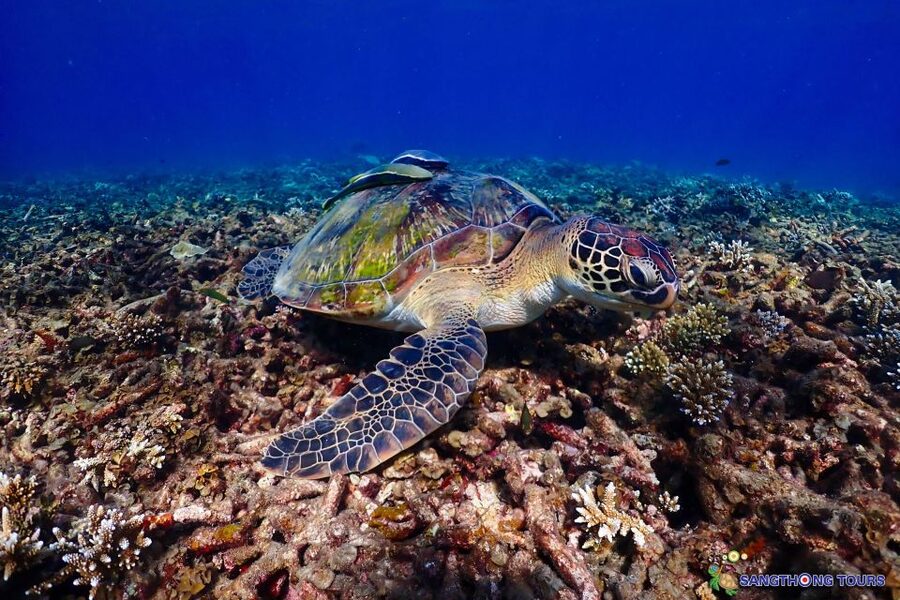 Koh Tao: Islands Snorkeling Highlights Day Tour & Lunch - Who Should Book This Trip?