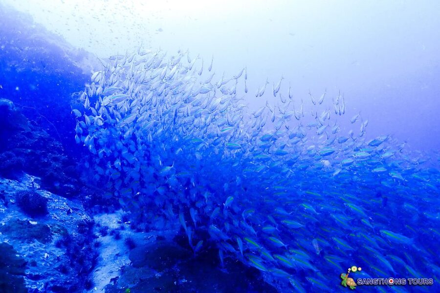 Koh Tao: Islands Snorkeling Highlights Day Tour & Lunch - What the Boat Day Feels Like