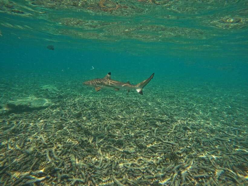 Koh Tao: Koh Nangyuan & Hidden Bays Snorkeling Tour w/ Lunch - Hin Wong Bay and Ao Leuk’s clearer water