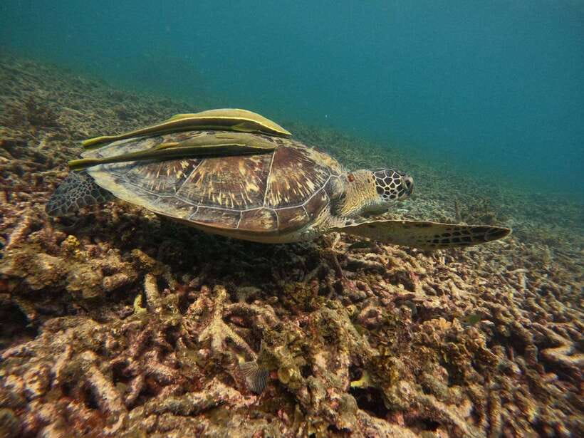 Koh Tao: Koh Nangyuan & Hidden Bays Snorkeling Tour w/ Lunch - Who gets the most from this tour